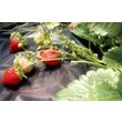 Pellicola antierbacce, tessile, nera, 50 g/m2, 1,6x50 mt