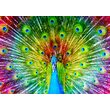 Puzzle 1000 piezas Enjoy - Pavo real de colores