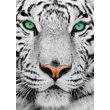 Puzzle 1000 piezas Enjoy - Tigre Siberiano Blanco