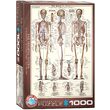 Puzzle Eurographics - Das Skelettsystem, 1000 pezzi