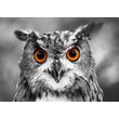 Puzzle 1000 piese Enjoy - Curious Owl