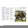 Sureau : culture, utilisation en gastronomie et pharmacie à domicile