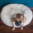 Cuccia morbida per cani/gatti, beige, 50 cm