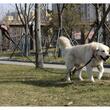 Guinzaglio per cani, Purlov, PP, riflettente, con moschettone, 5 m