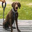 Guinzaglio per cani, Purlov, PP, riflettente, con moschettone, 5 m