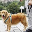 Guinzaglio per cani, Purlov, PP, riflettente, con moschettone, 5 m