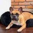 Cuccia morbida per cani/gatti, nera, 70 cm