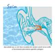 Tapones para los oídos para nadar, evitan que el agua entre en los oídos de los niños, 1 año+, reutilizables, hipoalergénicos, azul, SANOHRA Swim Kids