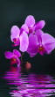 Panou radiant electric decorativ TRIO, incalzire cu infrarosu 430W  termostat 2 trepte  model orhidee violet,  100 x 60 cm