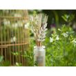 Profumo di riserva 250ml Summer Jasmine - Esteban Paris