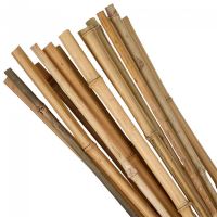 Supporto/rastrelliera per piante, pomodori, bambù, set da 10 pezzi, 1,6x180 cm, Strend Pro