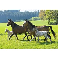 Puzzle Schmidt - Cavalli, 2x26 + 2x48 pezzi, scatola di metallo