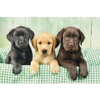 Puzzle Clementoni - Labrador, 1000 pezzi