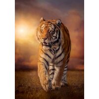 Puzzle Clementoni - Tigre, 1500 pezzi