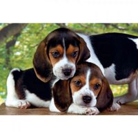 Puzzle Clementoni - Due Cani, 500 pezzi