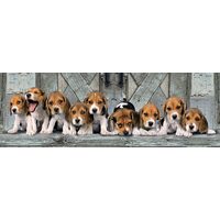 Puzzle panoramico Clementoni - Beagles, 1000 pezzi
