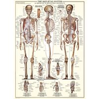 Puzzle Eurographics - Das Skelettsystem, 1000 pièces
