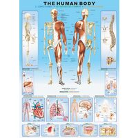 Puzzle Eurographics - Corps humain, 1000 pièces