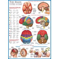 Puzzle Eurographics - Das Gehirn, 1000 Teile