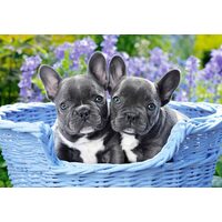 Puzzle Castorland - Cuccioli di Bulldog Francese, 1000 pezzi