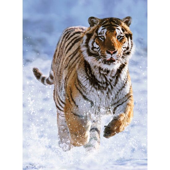Puzzle Ravensburger - Tiger im Schnee, 500 Teile