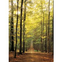 Puzzle Eurographics - Camino en el bosque, 1000 piezas