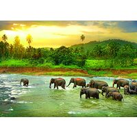 Puzzle Eurographics - Save the Planet!Animal Kingdom, 1000 Teile