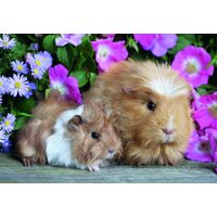 Ravensburger Puzzle - Meerschweinchen und Kaninchen, 2x12 Teile