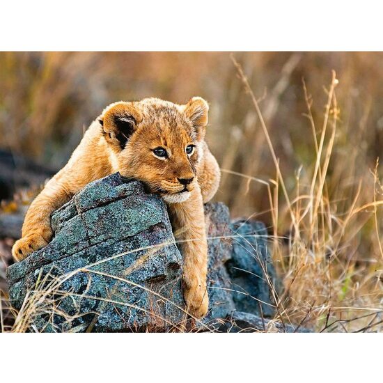 Puzzle Ravensburger - Der kleine Löwe, 200 Teile XXL