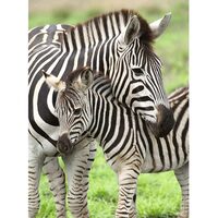 Puzzle Ravensburger - Zebras, 300 Teile XXL