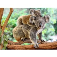Puzzle Ravensburger - Koala, 200 Teile