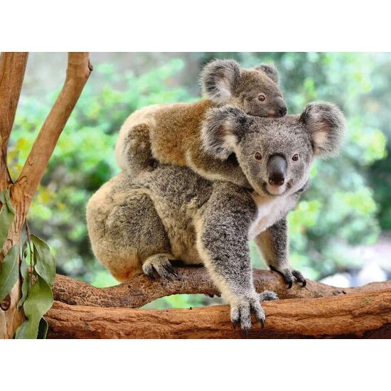 Puzzle Ravensburger - Koala, 200 Teile