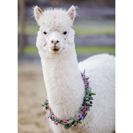 Puzzle 200 piese Ravensburger - Alpaca