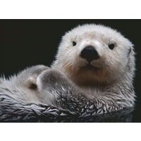 Puzzle 500 Teile Ravensburger - Otter