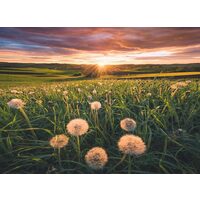 Puzzle 500 Teile Ravensburger - Löwenzahn bei Sonnenuntergang