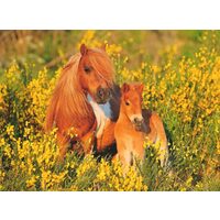 Puzzle 100 Teile Ravensburger - Ponys