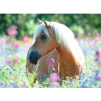 Puzzle 300 Teile Ravensburger - Pferd auf Blumenfeld
