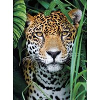 Puzzle 500 Teile Clementoni - Jaguar im Dschungel