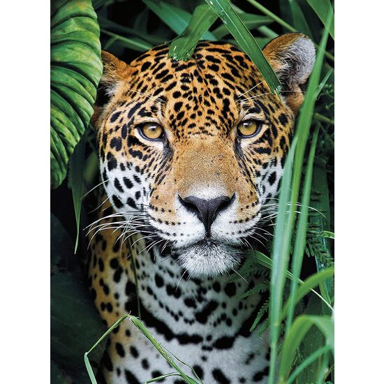 Puzzle 500 piese Clementoni - Jaguar in the Jungle