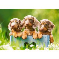 Puzzel 500 stukjes Castorland - Schattige puppy's